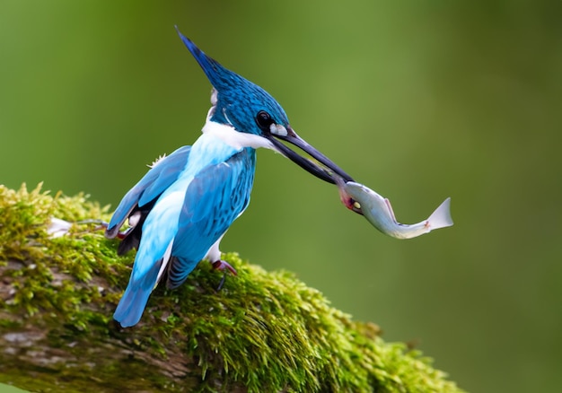 kingfisher catching fish from a mossy perch ai generated