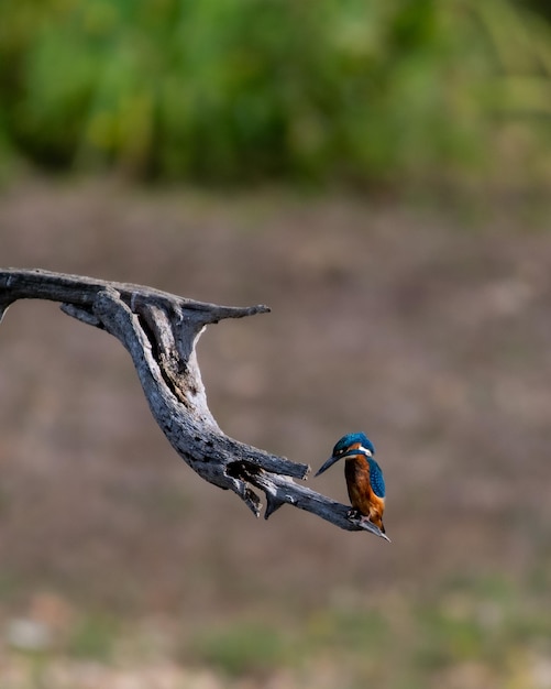 kingfisher