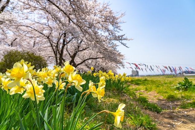 Kitakami Tenshochi Park cherry blossoms Matsuri festival in springtime