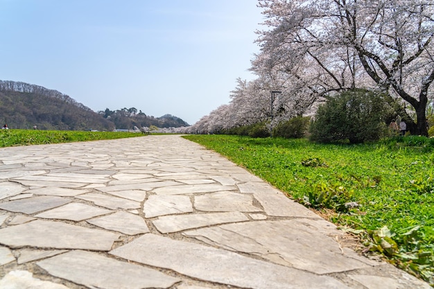 Kitakami Tenshochi Park cherry blossoms Matsuri festival in springtime