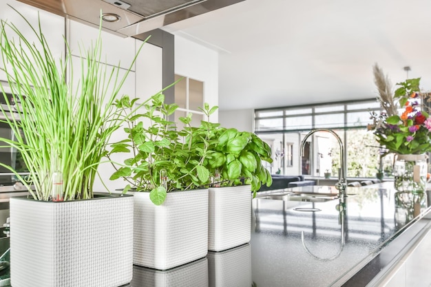 Kitchen countertop closeup with indoor plants