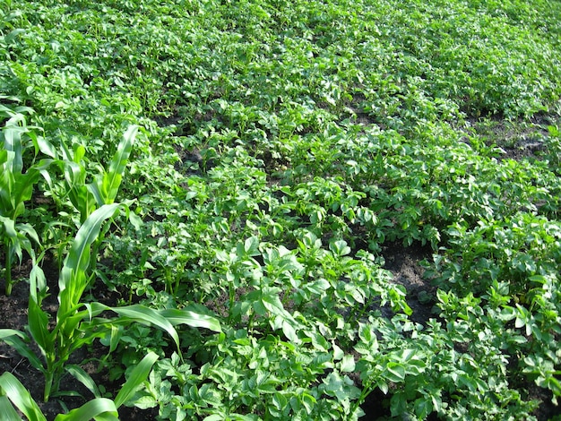 Kitchen garden with a bed of a growing potato