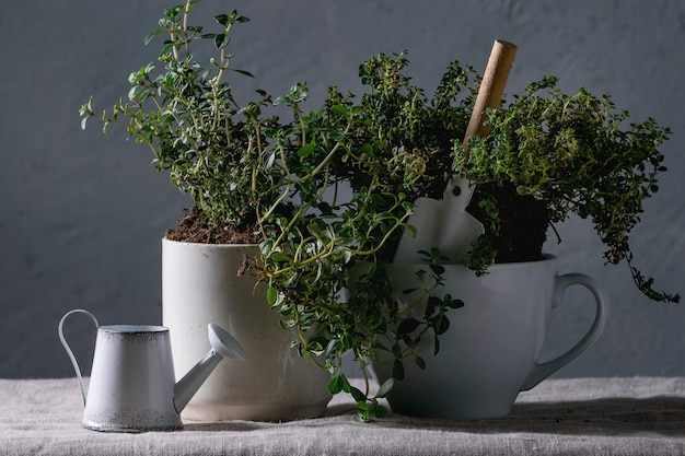 Kitchen gardening greens