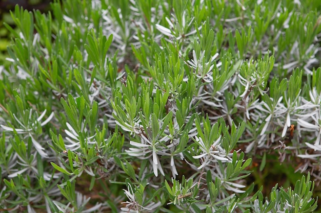 Kitchen herb plants Green fresh aromatic herb rosemary Aromatic spices Growing in the garden Close up of green rosemary