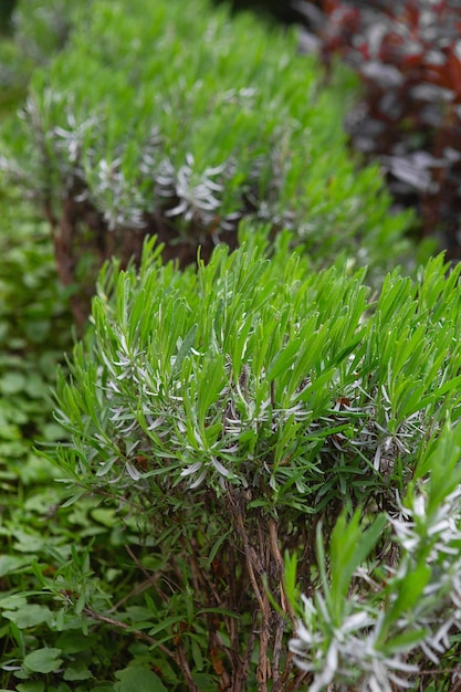 Kitchen herb plants Green fresh aromatic herb rosemary Aromatic spices Growing in the garden Close up of green rosemary