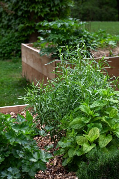 Kitchen herbs in wooden squares