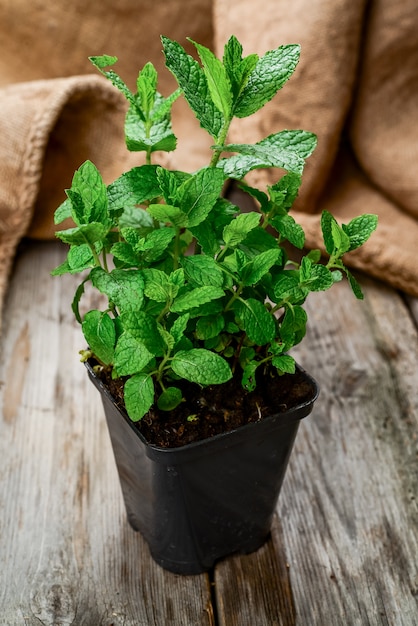 Kitchen mint in a black pot on the table