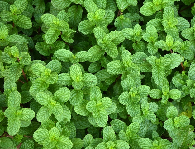 Kitchen Mint, Marsh Mint