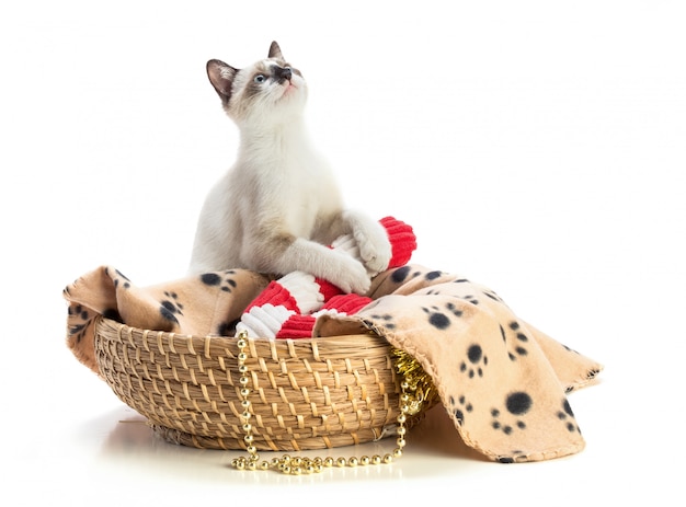 Kitten in basket at Christmas