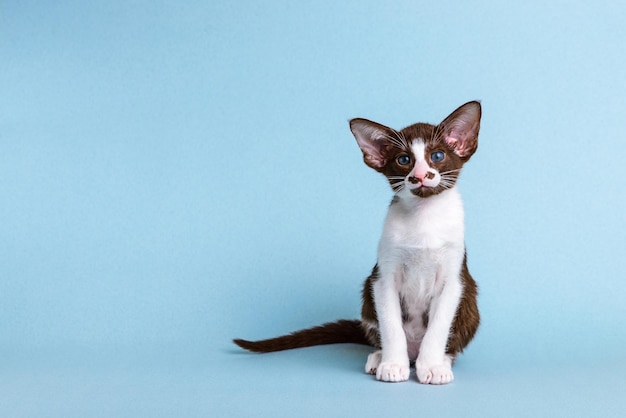 Kitten breed oriental bicolor white with brown sits on a blue background