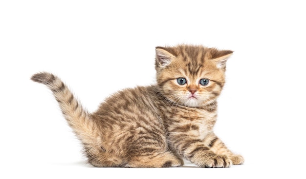 Kitten British Shorthair lying down