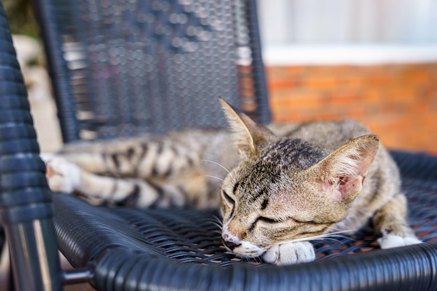 Kitten Brown cat lying on a chair in the garden or outside house