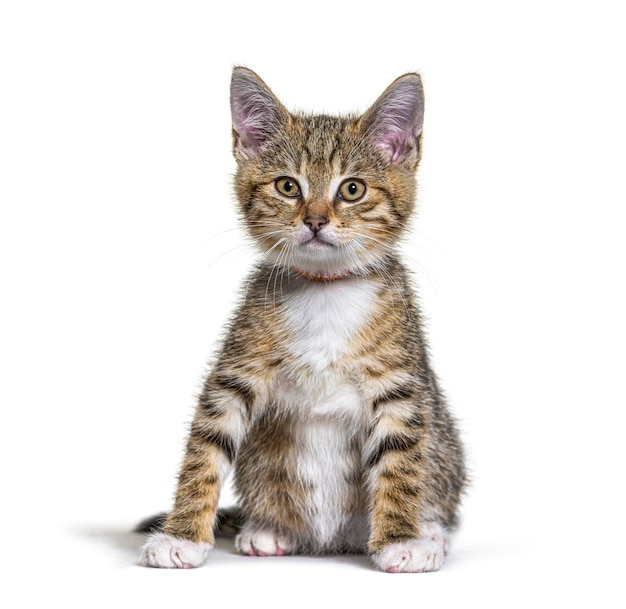 Kitten crossbreed cat isolated on white