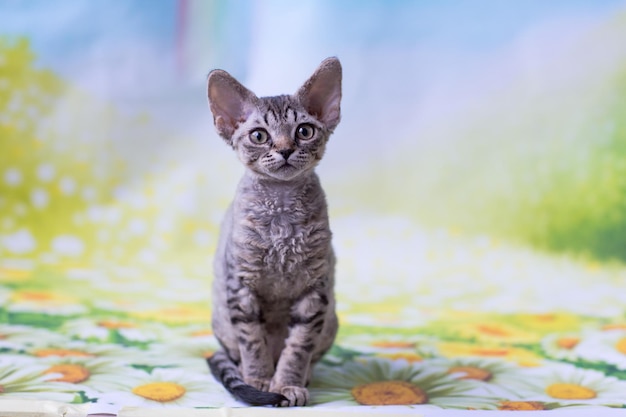 kitten devonrex tabby color sits on the table