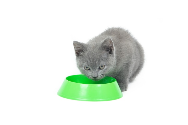 kitten eats food from a bowl