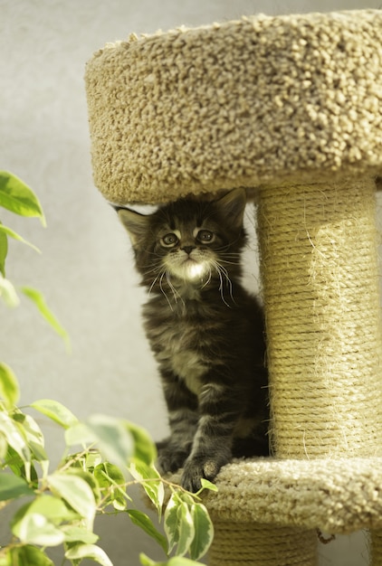 Kitten in the gaming complex for cats. Cat house with scratching post