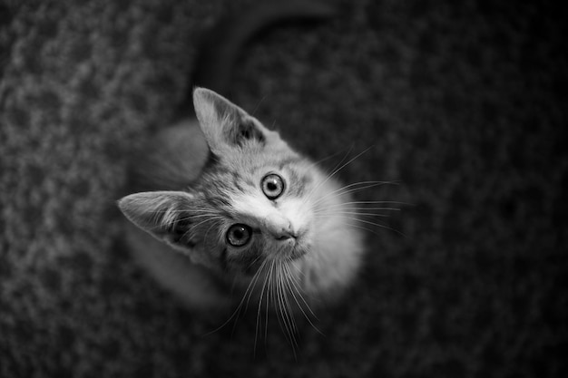 Kitten at home