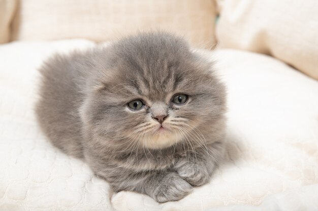 The kitten lies in a bed for cats