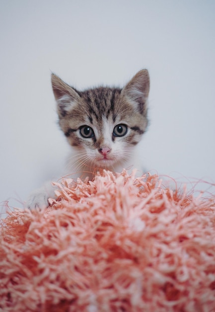 Kitten on a light background. A small grey domestic tabby kitten. Portrait of a charming cute cat.