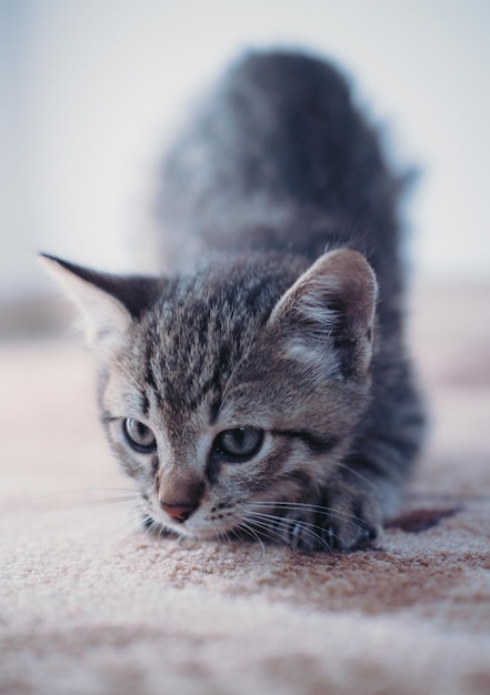 Kitten on a light background. A small grey domestic tabby kitten. Portrait of a charming cute cat.