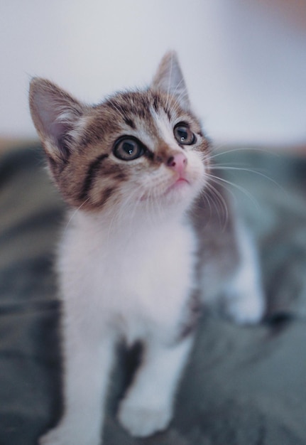 Kitten on a light background. A small grey domestic tabby kitten. Portrait of a charming cute cat.