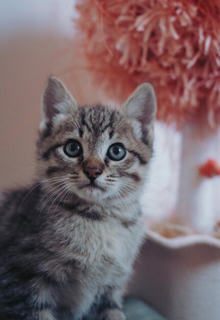 Kitten on a light background. A small grey domestic tabby kitten. Portrait of a charming cute cat.