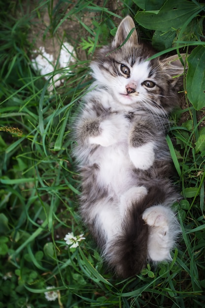 Kitten lying on the grass in the back