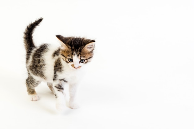 Kitten one month old on a white background