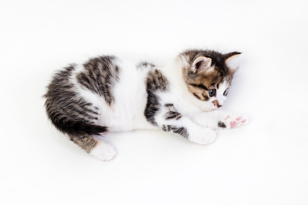 Kitten one month old on a white background