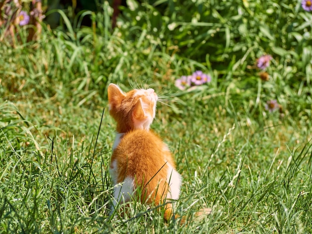 Kitten playing in the grass.