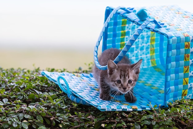 Kitten playing naughty with the basketKitten in blue basket on the grass