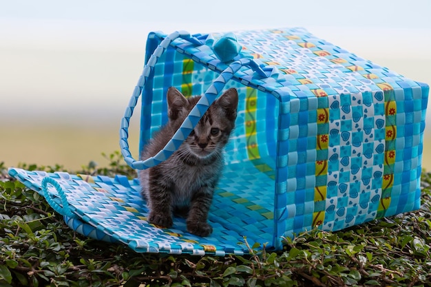 Kitten playing naughty with the basketKitten in blue basket on the grass