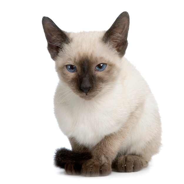 Kitten Siamese cat portrait isolated