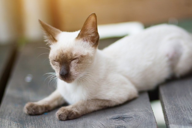 Kitten Siamesecat sitting and enjoy on wood terrace with sunlight