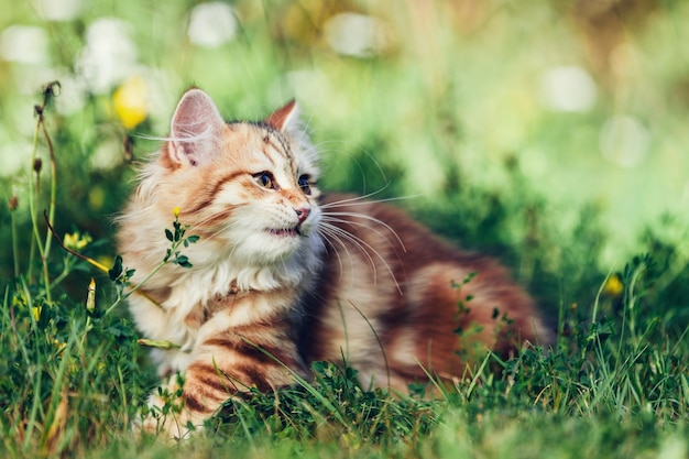 A kitten Siberian cat playing in grass