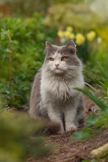 Kitten sitting in the blooming flowers in a garden