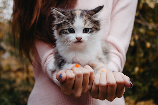 Kitten sitting on hands 