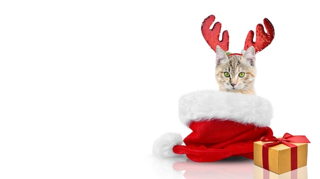 Kitten sitting in a santa hat in deer horns and with a gift isolated on a white background.