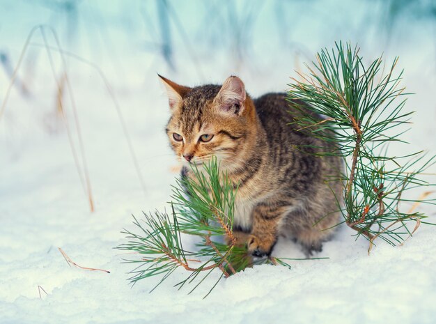 Kitten sitting on the snow in the forest