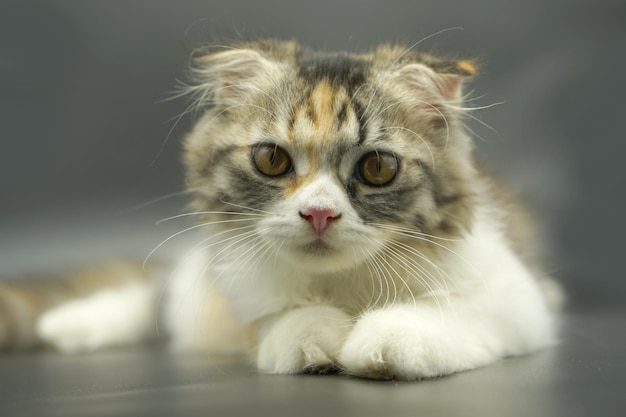 Kitten sleeping on the floor