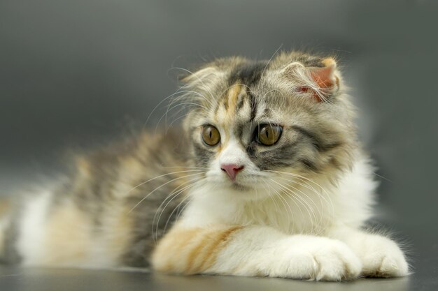 Kitten sleeping on the floor