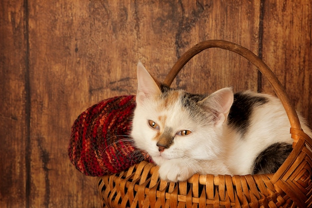 Kitten in a soft basket