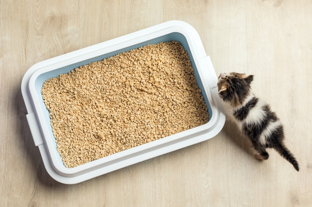 Kitten uses the litter box