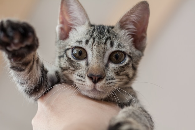 The kitten was picked up by human hands.