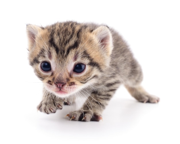 Kitten on white background