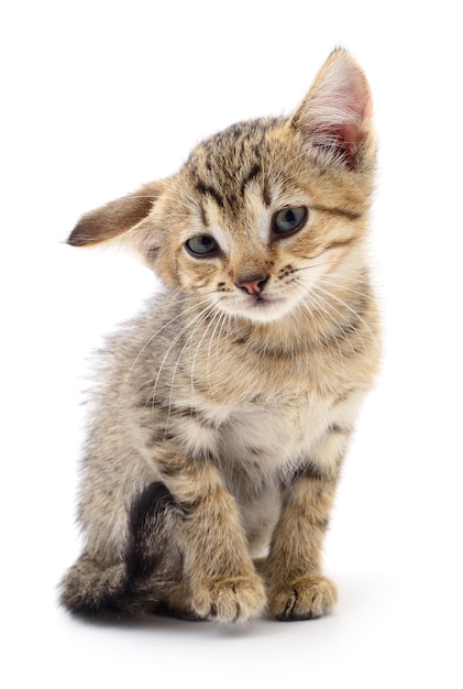 Kitten on white background