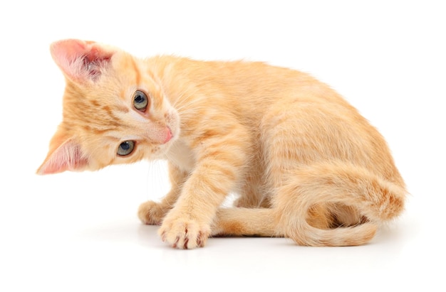 Kitten on white background