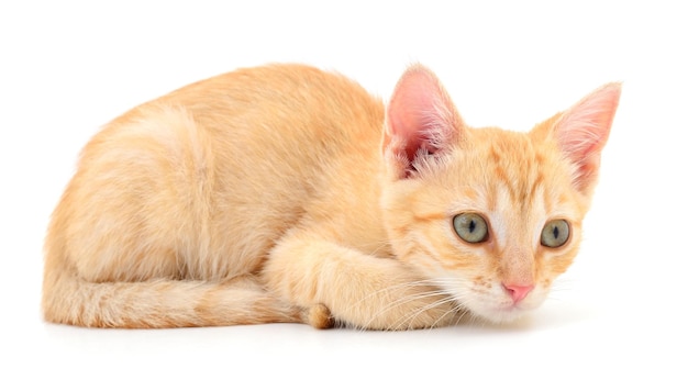 Kitten on white background