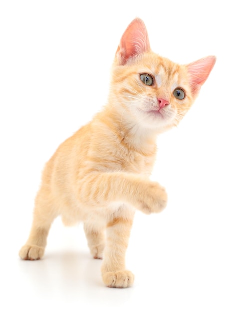 Kitten on white background