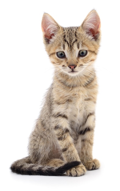 Kitten on white background